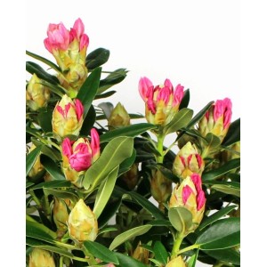 Kwitnąca roślina t.b.t. z różowymi pąkami kwiatowymi i zielonymi liśćmi.