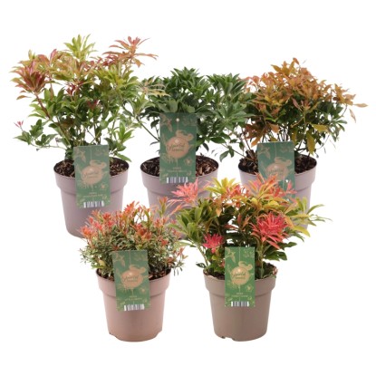 Pieris - don. 17 cm
