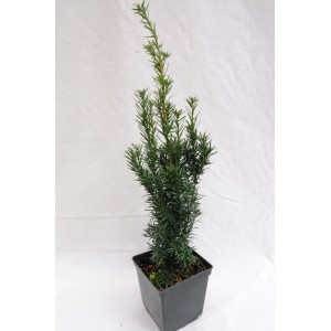 Młody, zielony cis (Taxus) w doniczce. Idealny na żywopłoty i do formowania.