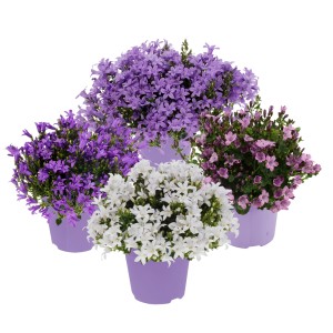 Kwitnące rośliny t.b.t. w doniczkach z fioletowymi osłonkami, różne kolory.