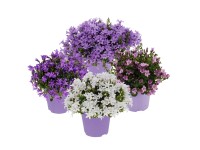 Dzwonek kwitnący mix Milka wys. 17-20cm don. 10,5cm