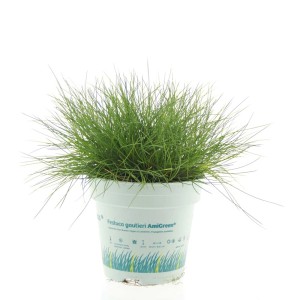 Zielona t.b.t. w doniczce, dekoracyjna roślina kwitnąca do domu i ogrodu.