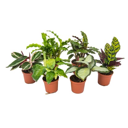 OBI 2024 - Gazetka-200 - Kalatea (Calathea) - don. 7 cm