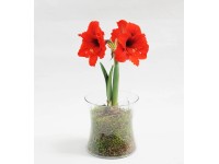 Amarylis (Hippeastrum sp.) - 1 pęd kwiatowy