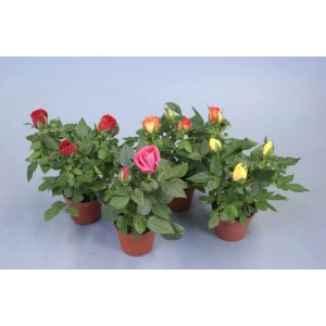 Róże rabatowe (t.b.t.) w różnych kolorach, w doniczkach.