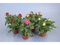 Róża mini wys. 15 cm don. 6cm