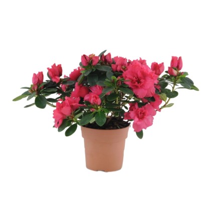 Azalia (Azalea sp.) - don. 12 cm