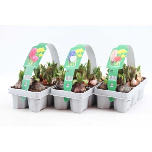 Cebulki kwiatowe t.b.t. w tacy, różne rodzaje i kolory.