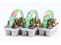 Rośliny wiosenne cebulowe mix - 6 szt.