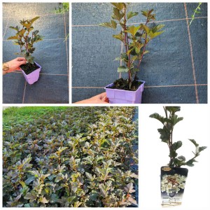 t.b.t. Cieniolubna bylina w doniczce.