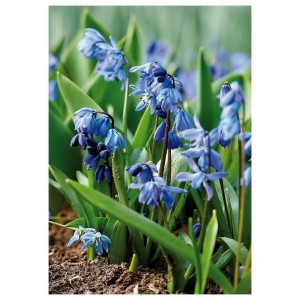 Zbliżenie niebieskich kwiatów t.b.t. na rabacie. Kwiaty wiosenne, kategoria: cebulki kwiatowe.