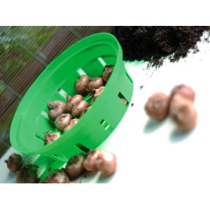 Zielony koszyk do sadzenia z cebulkami kwiatowymi i ziemią, pomoc ogrodnicza do cebulek.