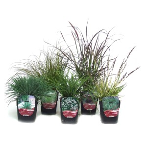 Różne trawy ozdobne z kategorii Trawa pampasowa w doniczkach.