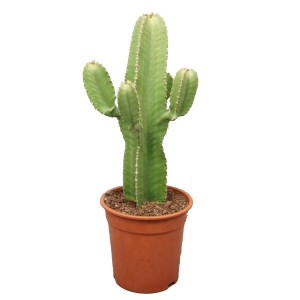 Wilczomlecz (Euphorbia Eritrea) - don. 21 cm