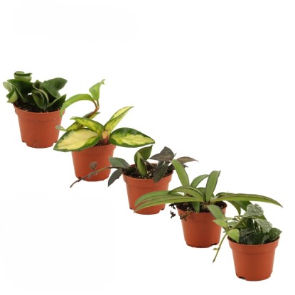 Hoya mini mix don. 6 cm