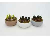 Kompozycja hiacynt filiżanka