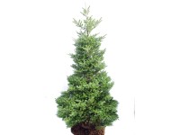 Jodła koreańska Abies koreana wys. 150-175 cm