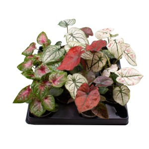 Różnokolorowe rośliny cebulkowe i bulwiaste t.b.t. w czarnej tacy.