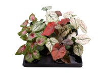 Caladium mix don. 6cm
