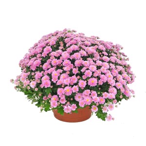 Krzaczasta, różowa chryzantema jesienna w doniczce, ok. 50 cm wysokości. Kwitnąca Chrysanthemum indicum na balkon i taras.