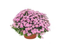 Chryzantema (Chrysanthemum sp.) samokrzewiąca - don. 19 cm