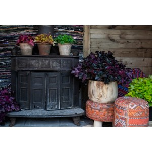 Różne t.b.t. cieniolubne rośliny Byliny w doniczkach na starym piecu i stołkach.