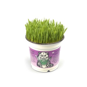 GROW by OBI Vitalfutter trawa dla kota w doniczce, zielone źdźbła. Trawa dla kota wspomagająca trawienie.
