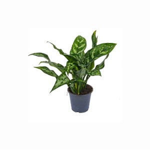 Zielona roślina doniczkowa t.b.t. w doniczce, dekoracyjna roślina do wnętrz.