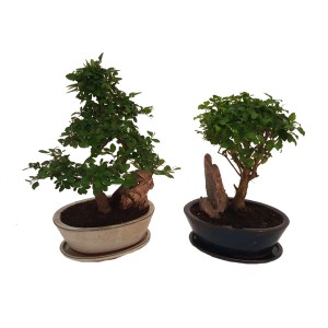 Dwa różne drzewka bonsai w doniczkach, rośliny doniczkowe.