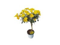 Euryops na pniu - don. 14 cm