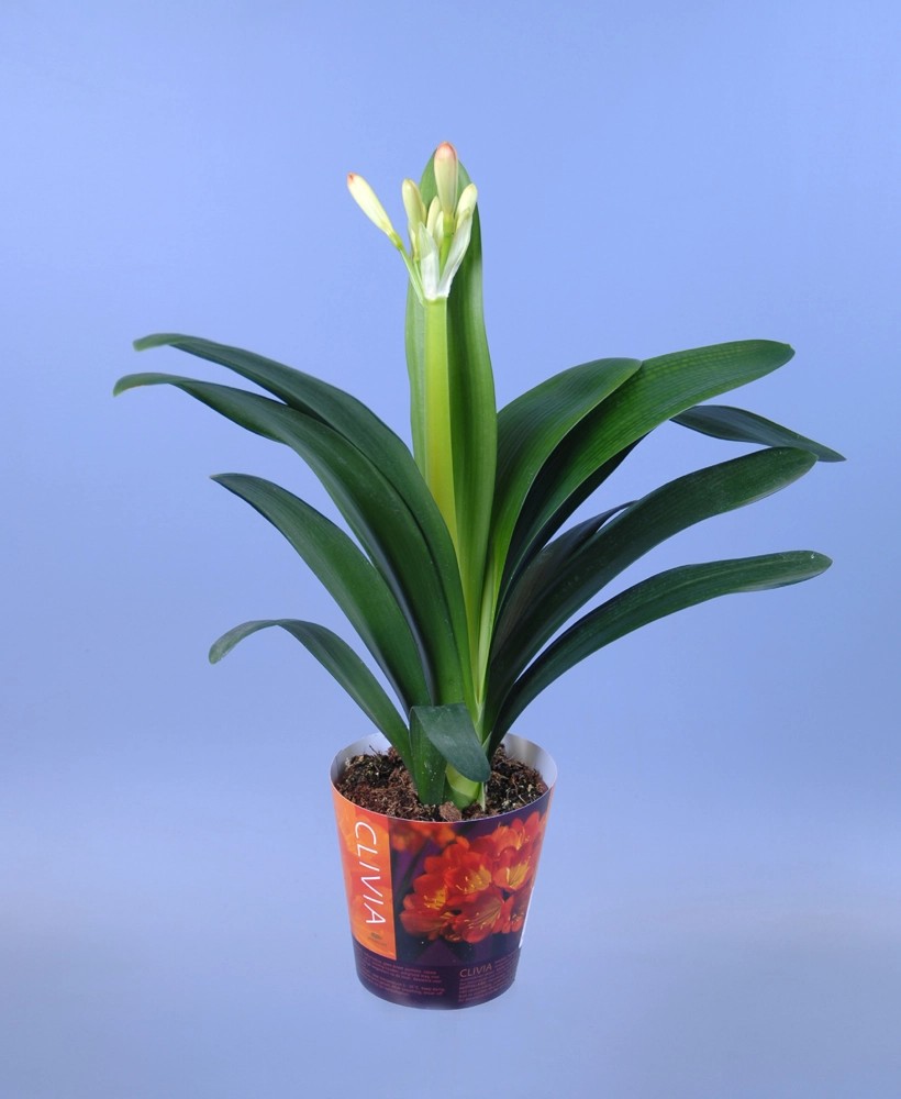 Clivia miniata don 14cm wys. 65cm kupuj w OBI