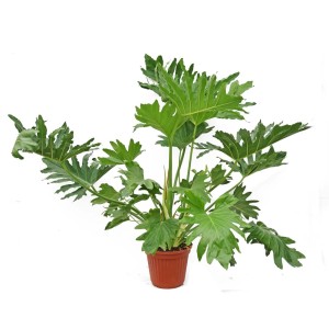 Duża, zielona roślina doniczkowa w doniczce. Liście są głęboko powcinane.