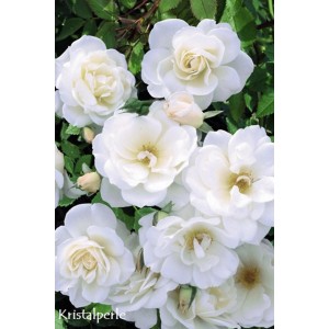 Biała róża rabatowa z wieloma kwiatami. Idealna do ogrodów i na rabaty.
