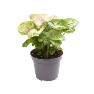 t.b.t. roślina doniczkowa z zielono-białymi, pstrokatymi liśćmi w doniczce.