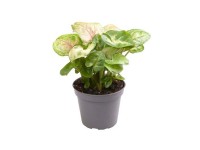 Syngonium Berry - don. 6 cm