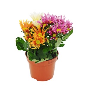 Chryzantema średniokwiatowa (Chrysanthemum) don. 12 cm