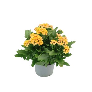Żółta Kalanchoe w doniczce. Roślina doniczkowa z gęstymi kwiatami.