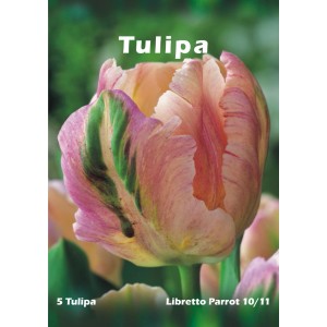 Zbliżenie różowo-zielonego tulipana Libretto Parrot. Cebulka kwiatowa.