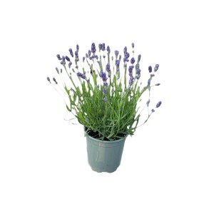 Lawenda w doniczce, dekoracyjna roślina balkonowa i tarasowa z fioletowymi kwiatami.
