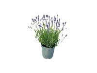 Lawenda (Lavandula ang. Hidcote) - don. 13 cm