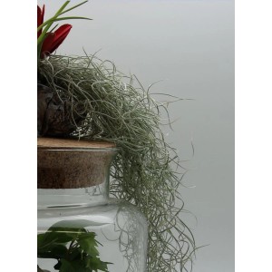 Oplątwa i bromelia t.b.t. w szklanym naczyniu z korkową pokrywką i dekoracją.