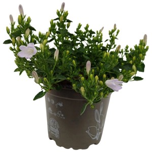 Dzwonek (Campanula) don. 12 cm