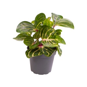 Roślina doniczkowa t.b.t. z zielono-żółtymi wzorzystymi liśćmi.