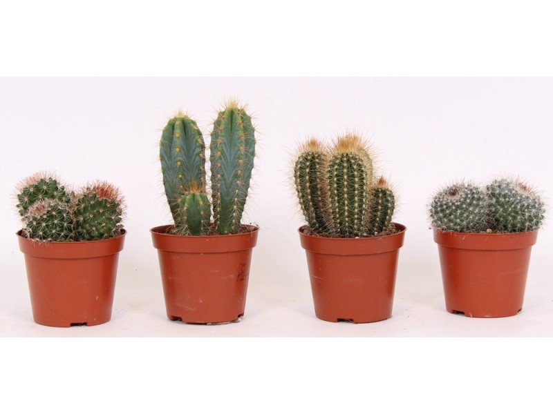 Kaktus mix wys. 10cm kupuj w OBI