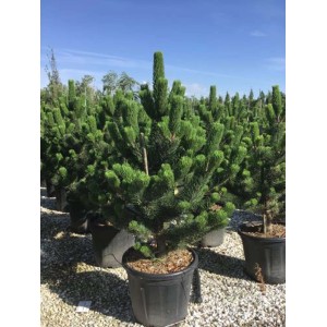 Zielona Sosna w doniczce, idealna do ogrodu i na taras.