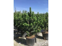 Sosna Oregon Green - wys. 100-125 cm