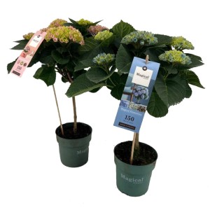 Hortensja na pniu (Hydrangea Magical) don. 14 cm