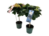 Hortensja na pniu (Hydrangea Magical) don. 14 cm
