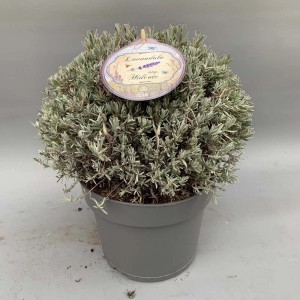 Kompaktowa, kwitnąca lawenda w doniczce. Idealna na rabaty i balkony.