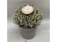 Lawenda wąskolistna (Lavandula angustifolia Hidcote) kula - don. 26 cm